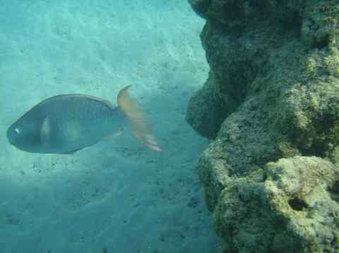 fish at snorkel beach